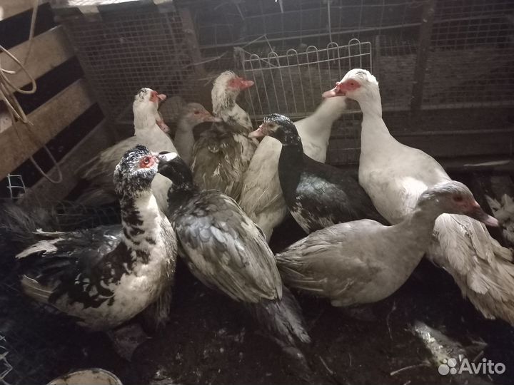 Индоутка, Мускусная утка