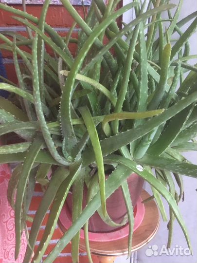 Алоэ лечебный