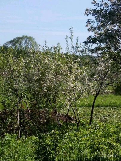 Участок 12,5 сот. (СНТ, ДНП)