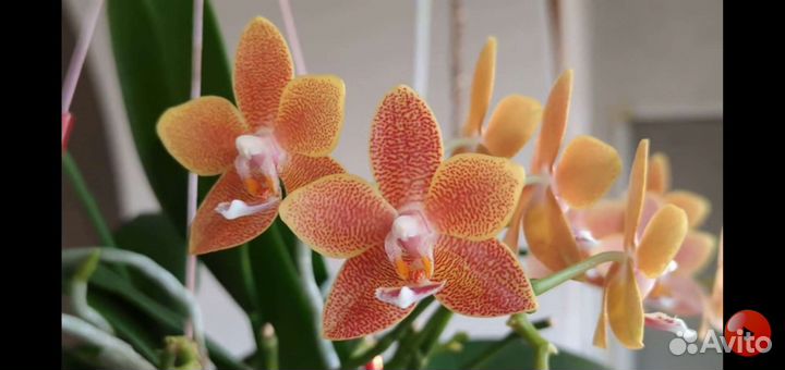 Фаленопсис мастерпис