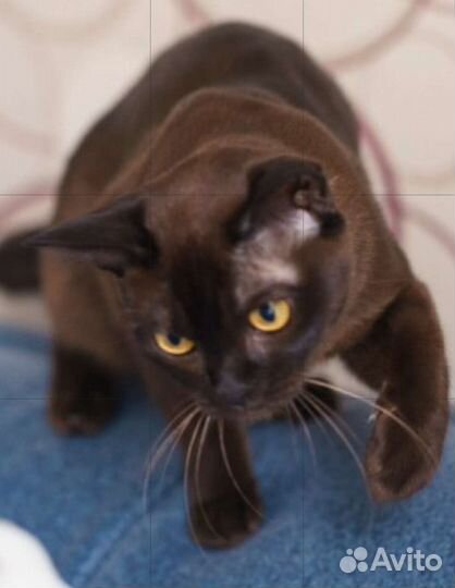 Бурма котята