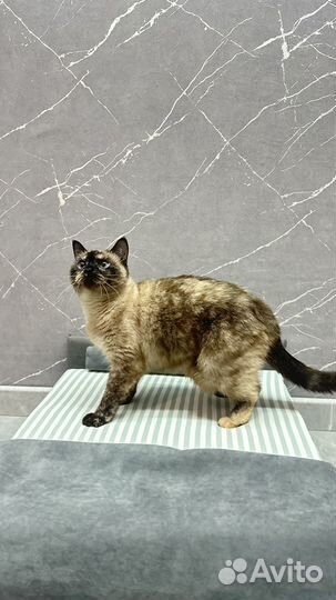 Кровать лежанка для животных / кошки