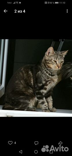 Котик в добрые руки