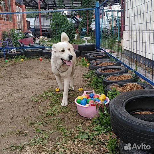 Передержка собак - зоосад, собакам у нас нравится