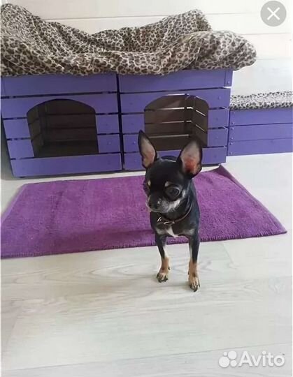 Передержка собак