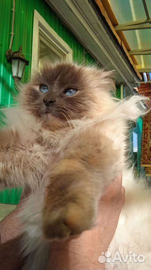 Кошка с котятами