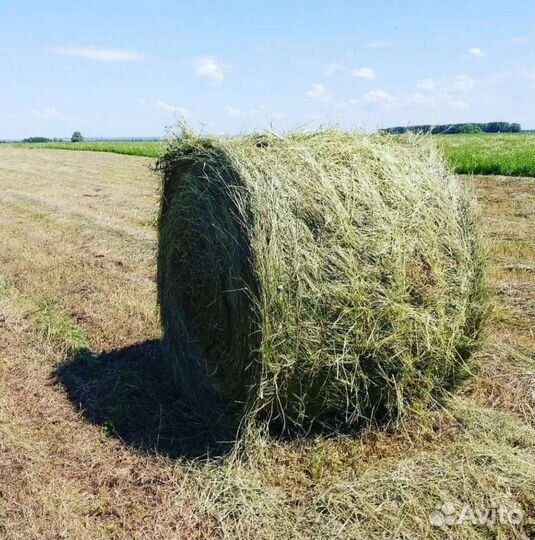 Сено свежее в тюках 2023