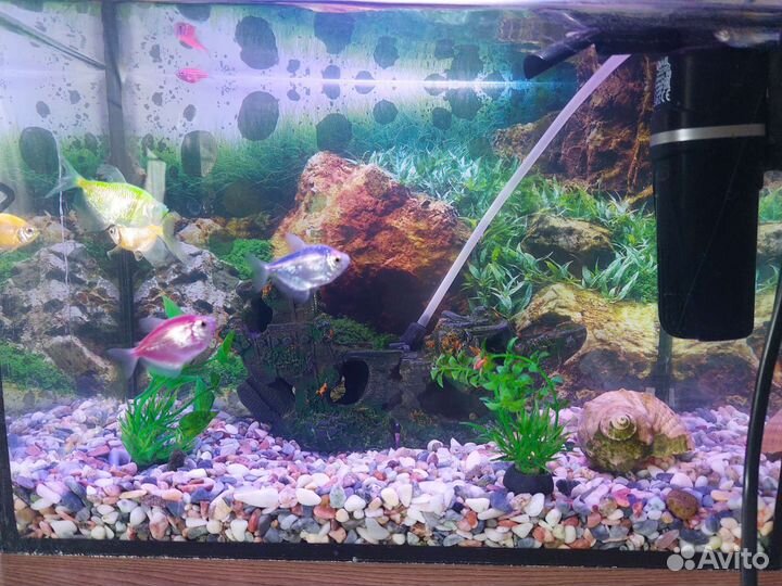 Аквариум с рыбками