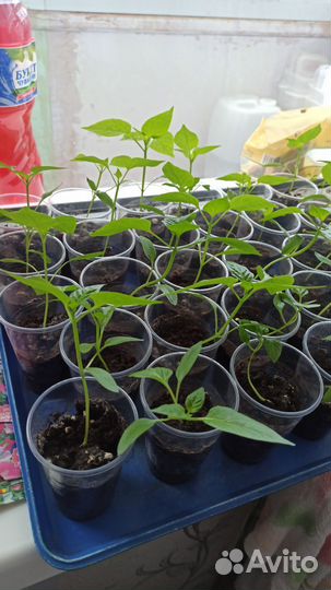 Рассада перца сладкого