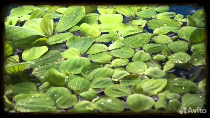 Амбулия Перистолистник Анубиас