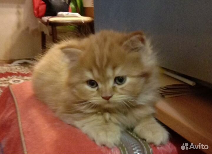 Сибирские котята