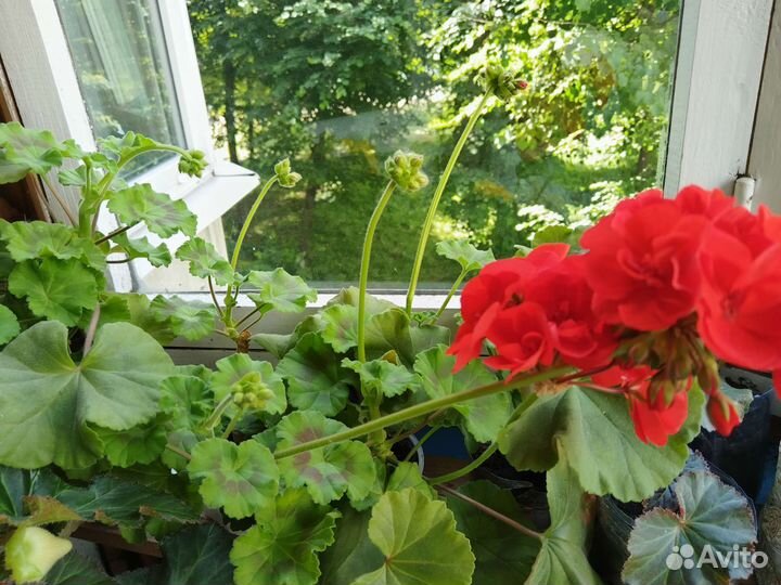 Пеларгония