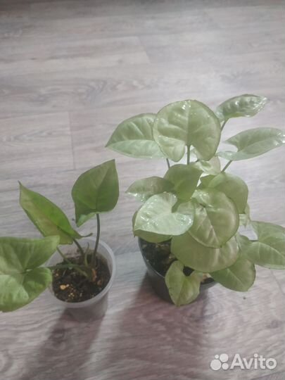 Домашние цветы