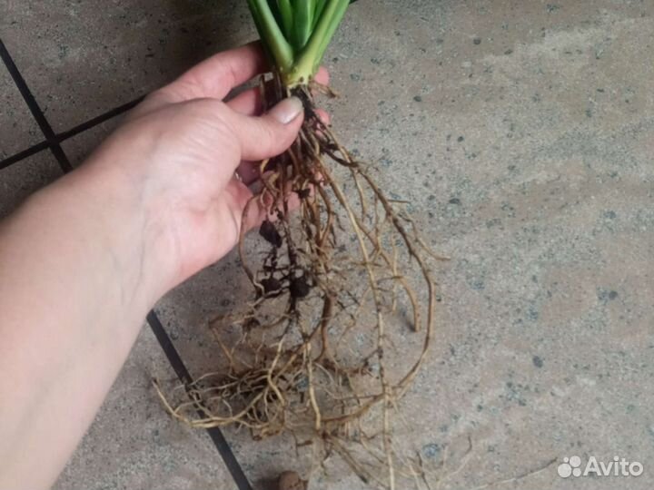 Спатифиллум комнатное растение