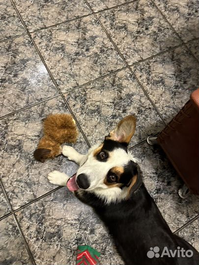 Передержка корги на время отпуска