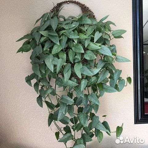 Монстера Сильвер Лиф