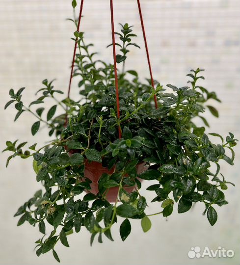 Гипоцирта / немантус