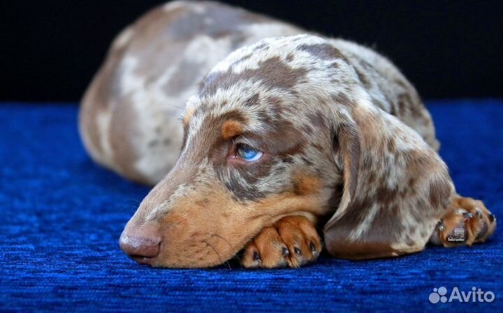 Кроличья такса