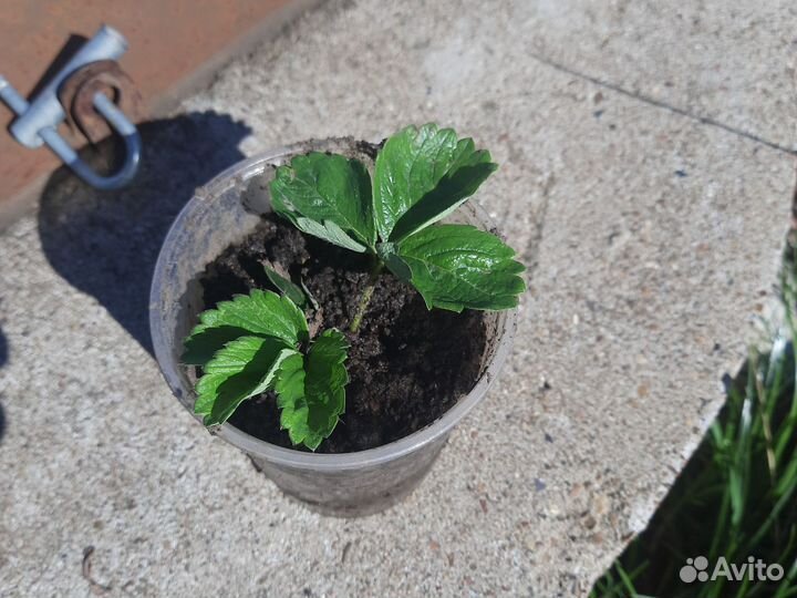 Саженцы клубники Сирия