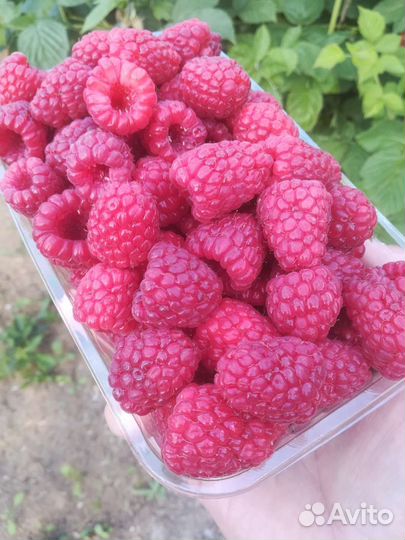 Малина свежая, вкуснейшая, отборная, местная