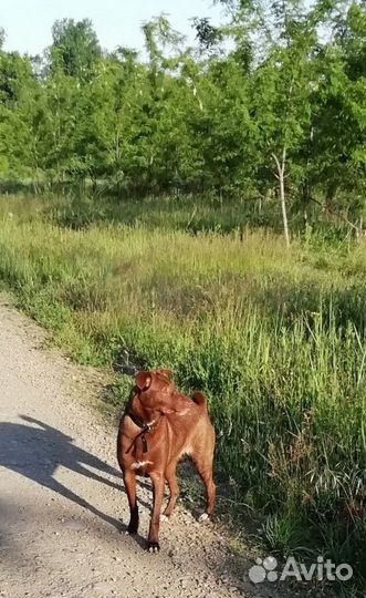 Молодая собака