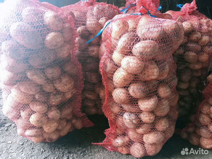 Картофель домашний