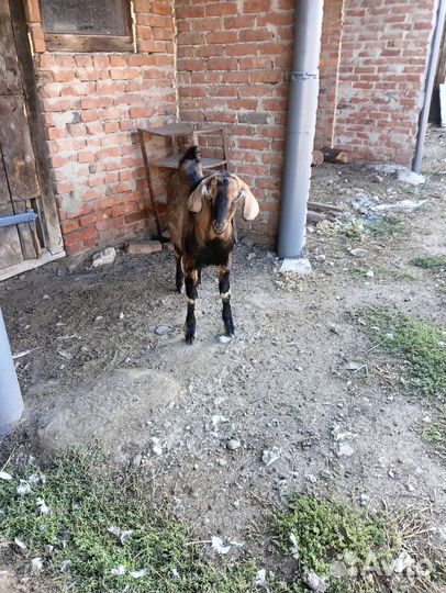 Нубийские козы козлы козлята