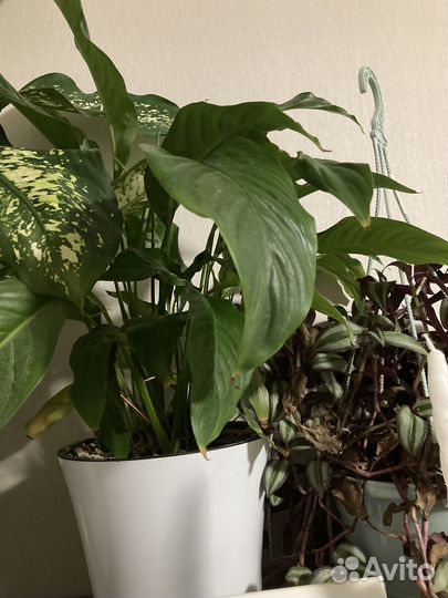 Спатифиллум