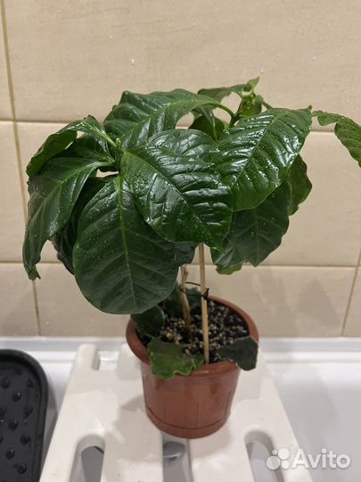 Плющ, фиалка, кофе, крассула, карисса, алоэ