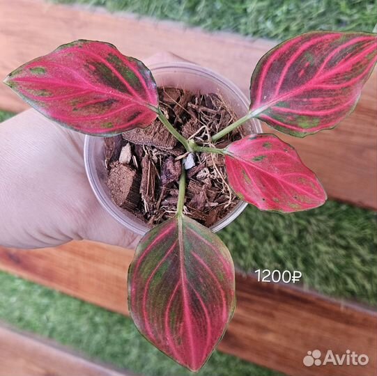 Аглаонема Ред вейн