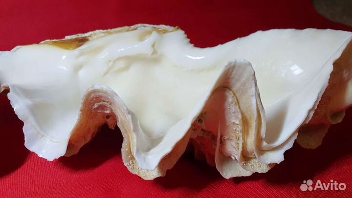 Морские раковины