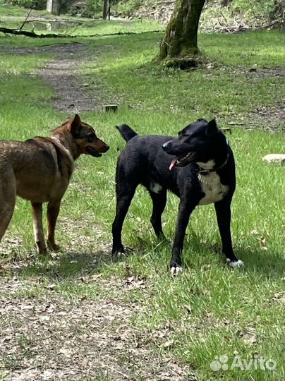 Черный алабай 3 года