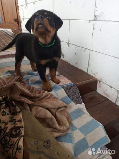 Щенки ротвейлера