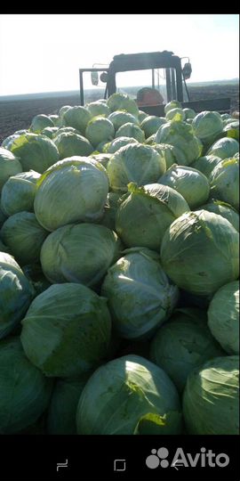 Продам капусту оптом