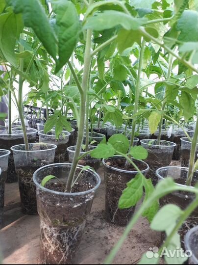 Рассада томатов и перцев