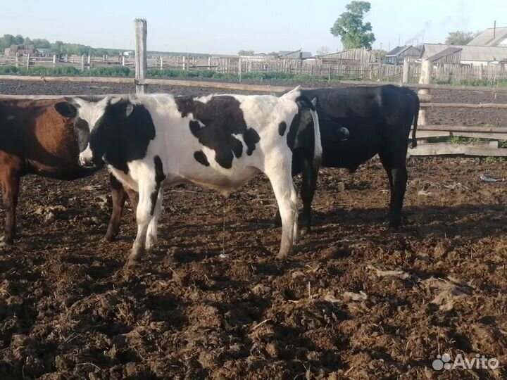 Телята телочки