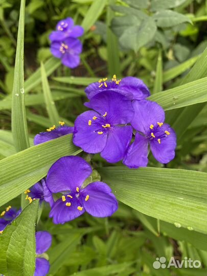 Многолетники цветы