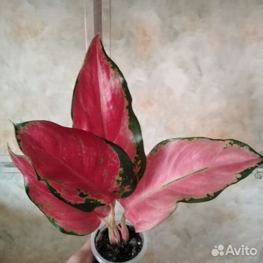 Аглаонема Кочин Оранж