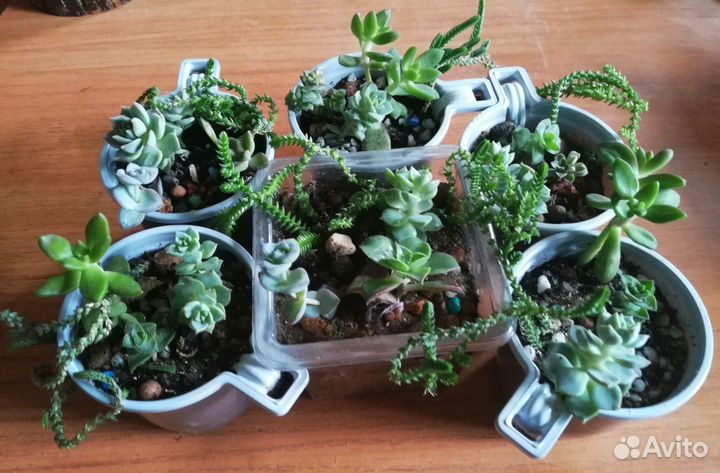 Суккуленты композиция 4 вида Подросли)