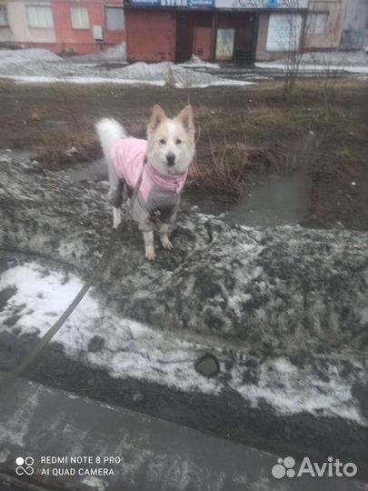 Собака для вязки