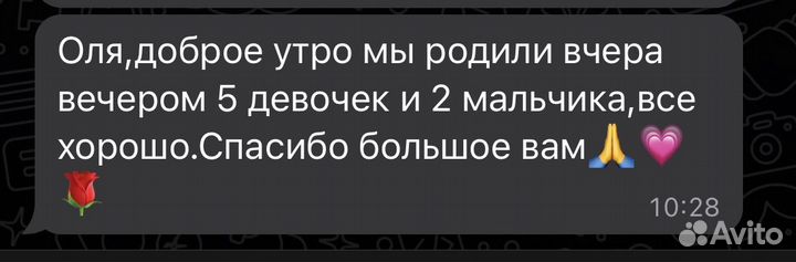 Вязка. Йоркширский терьер. Мини