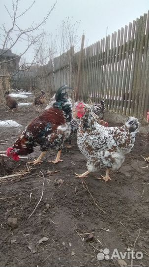 Яйца на инкубацию