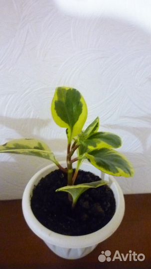 Пеперомия туполистная peperomia obtusifolia golden