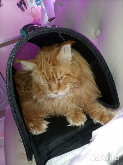 Выгул собак и передержка животных