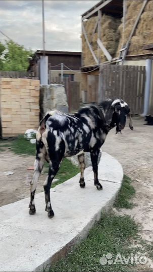 Англо нубийский козел