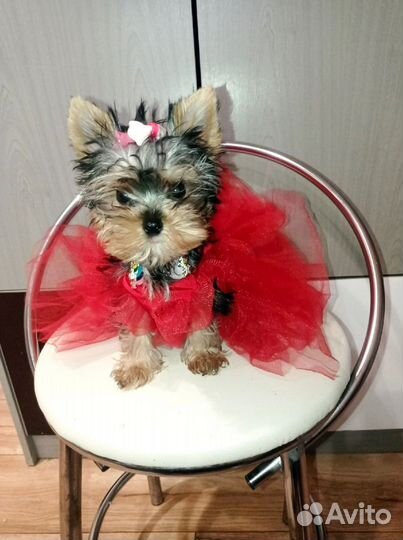 Йоркширский терьер мини куколка