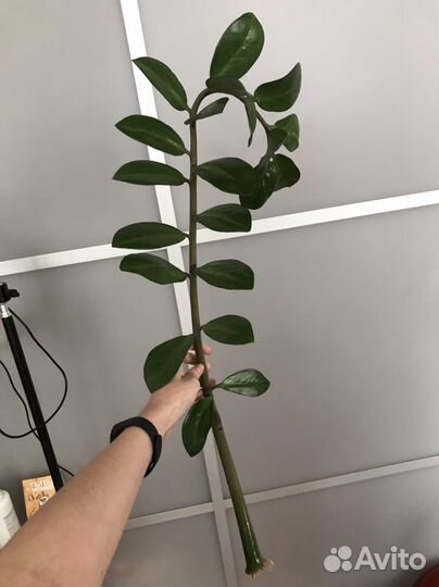 Замиокулькас (укоренившиеся)