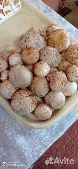 Гриб веселка