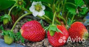 Рассада клубники Виктория