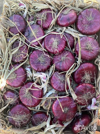 Ялтинский лук напрямую от производителя